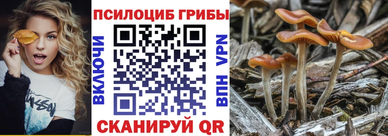мега ссылка  где купить наркотик  Заводоуковск  Псилоцибиновые грибы Cubensis 